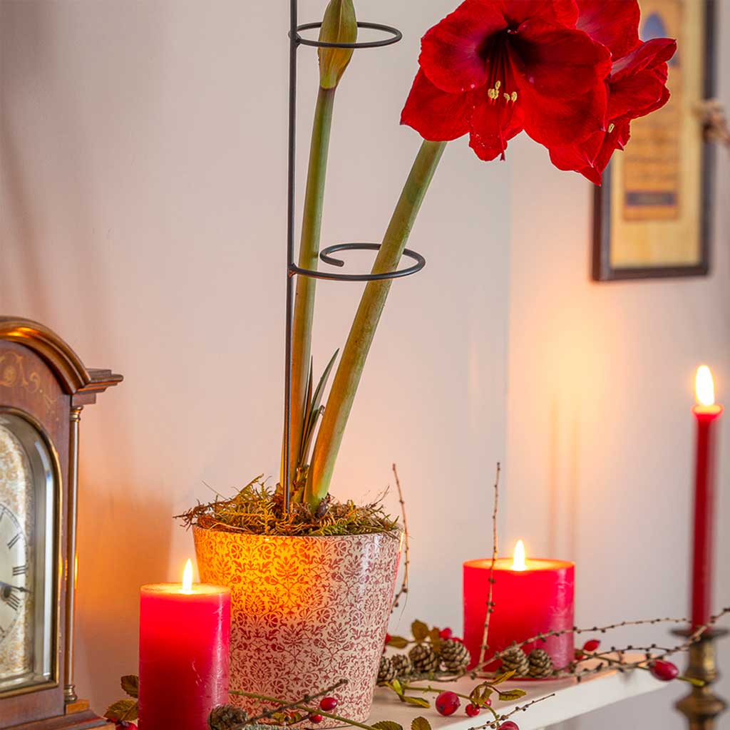 Amaryllis Plant Support