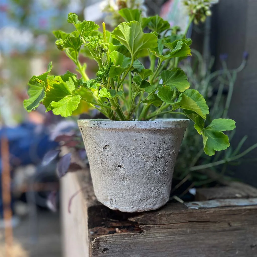Antiqued Whitestone Plant Pot - Image 3