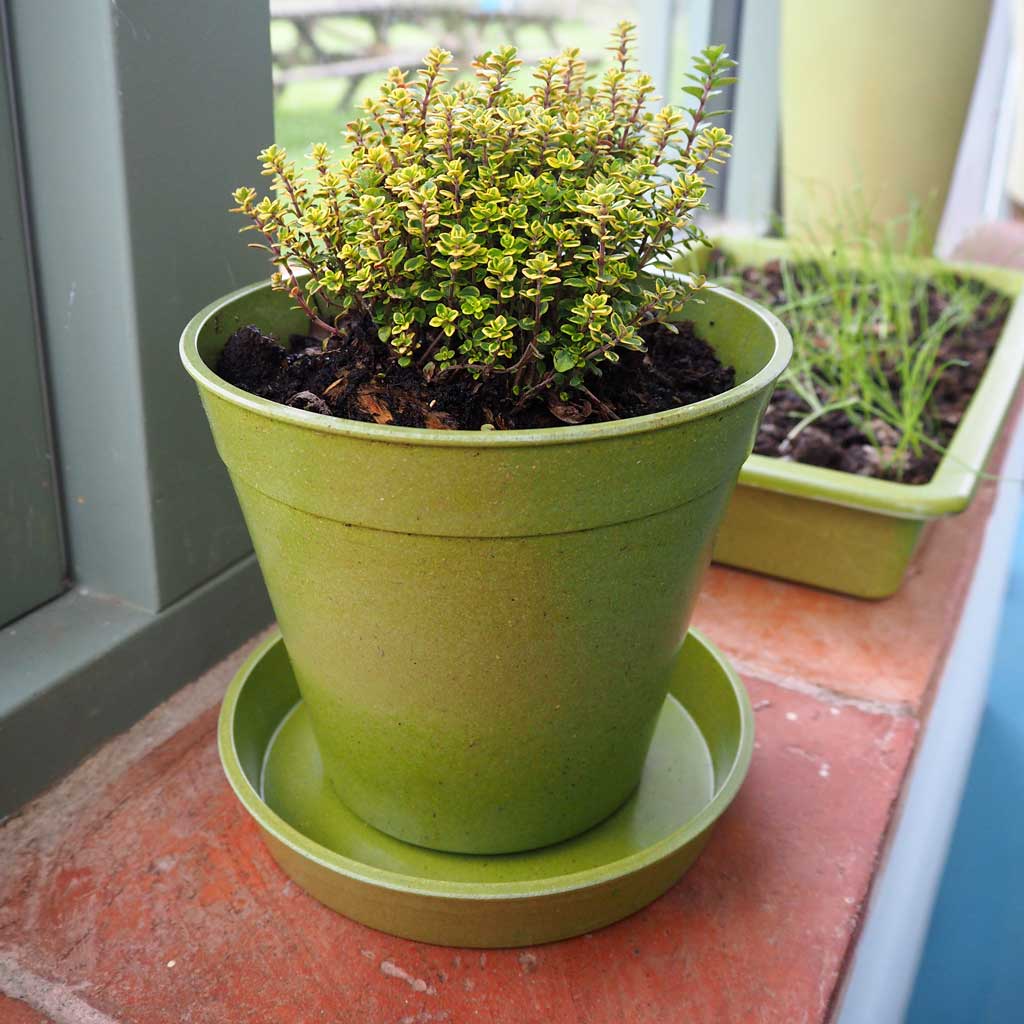 Bamboo Pots and Saucers - Image 5