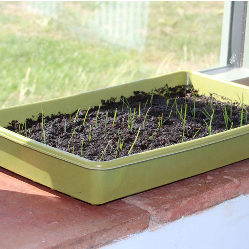 Bamboo Seed Tray