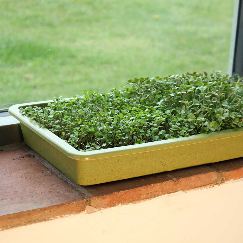 Bamboo Seed Tray - Image 2