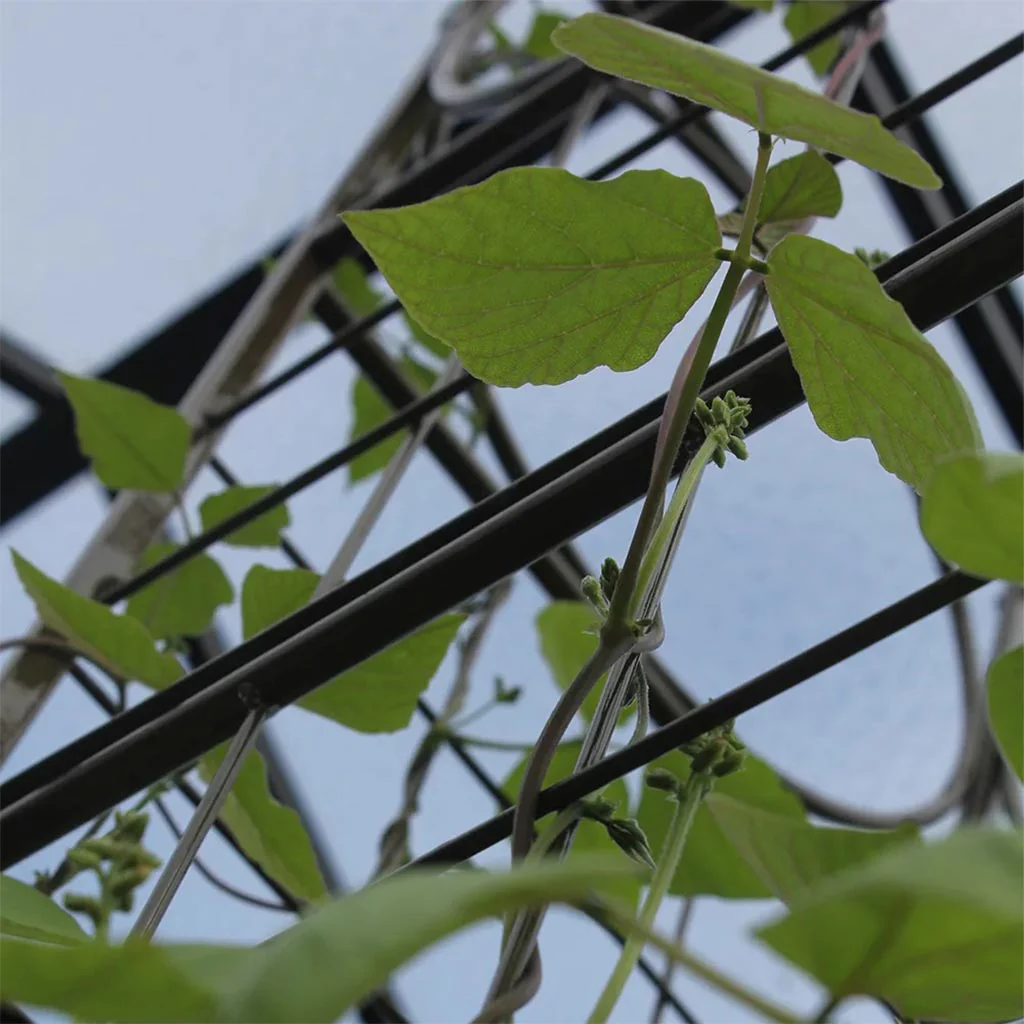 Big Ben Plant Frame - Image 4