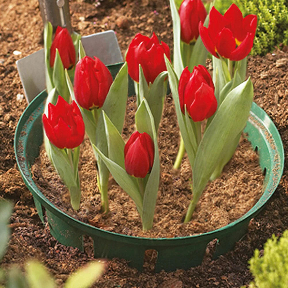 Bulb Baskets - Image 2