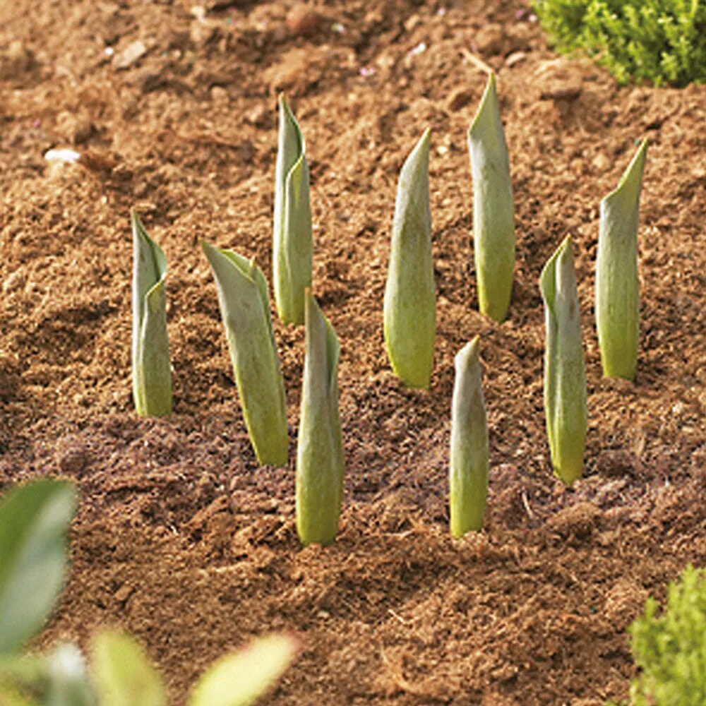 Bulb Baskets - Image 3