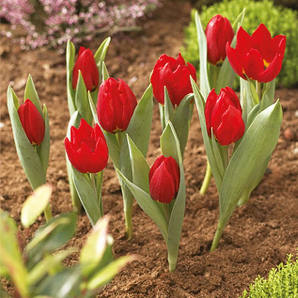 Bulb Baskets - Image 4