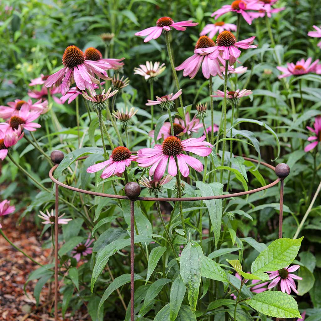 Circular Plant Support - Rustic - Image 2