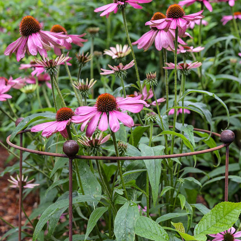 Circular Plant Support - Rustic - Image 4