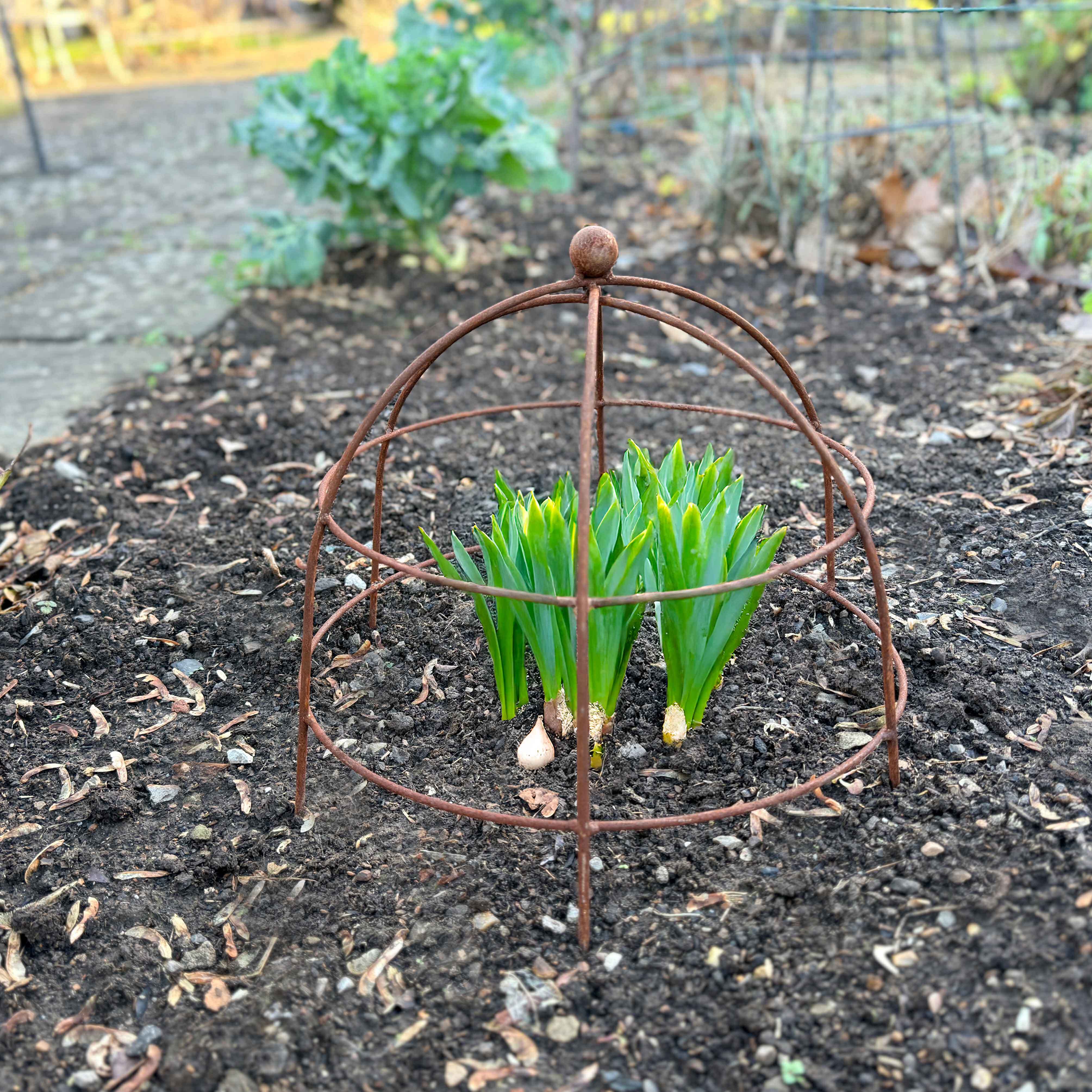 Elegance Mini Cloche