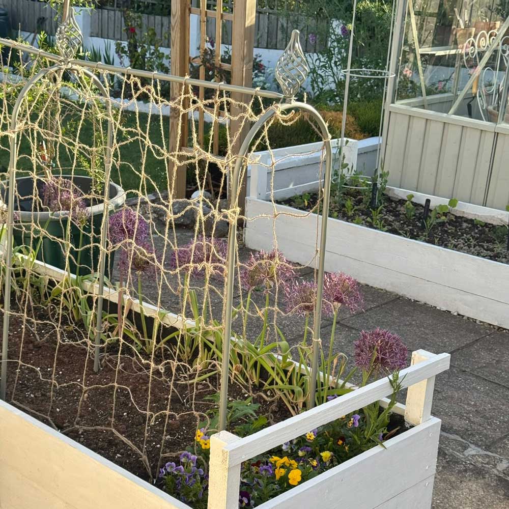 Elegance Pea & Bean Hoops - Image 3