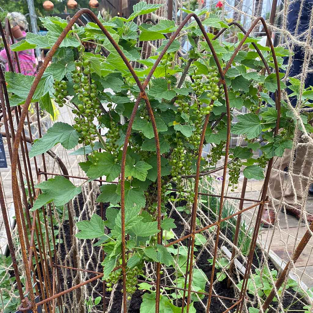 Elegance Pea Frame - Image 3