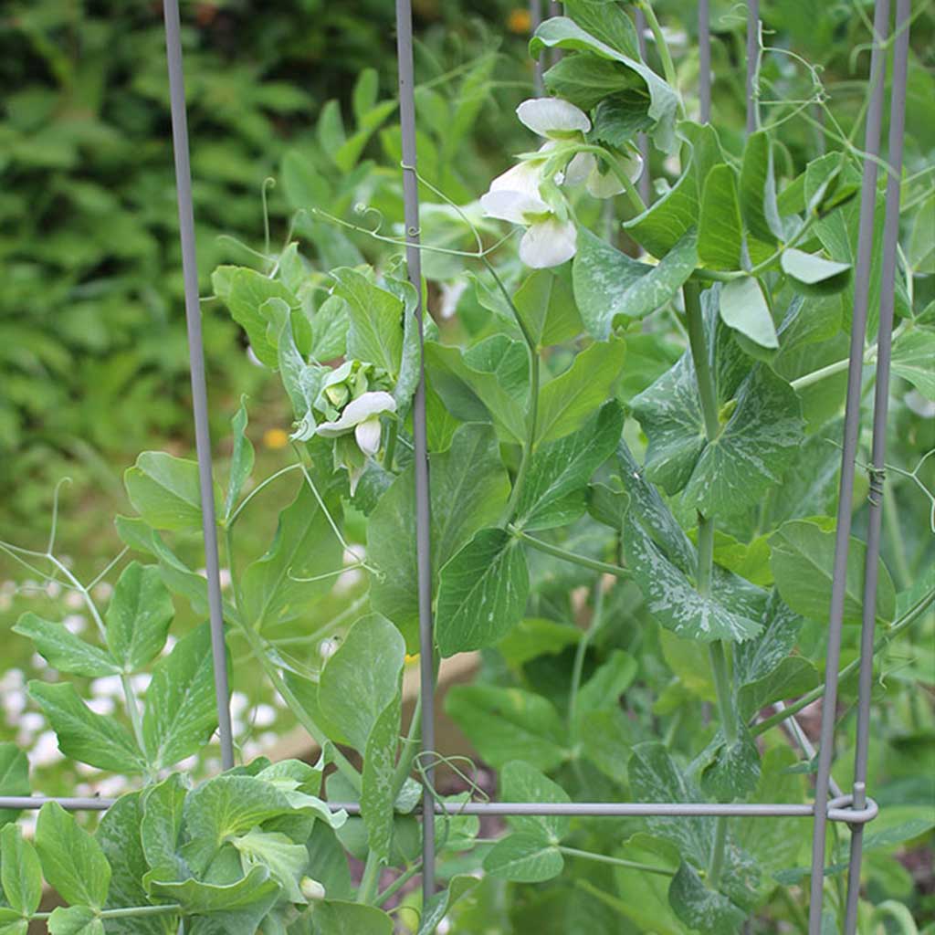 Elegance Pea Frame - Image 4