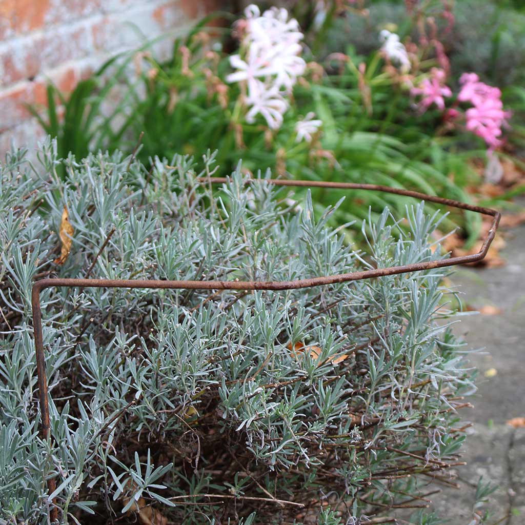 Elegance Plant Support - Image 2