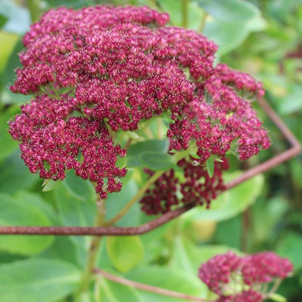 Elegance Plant Support - Image 3