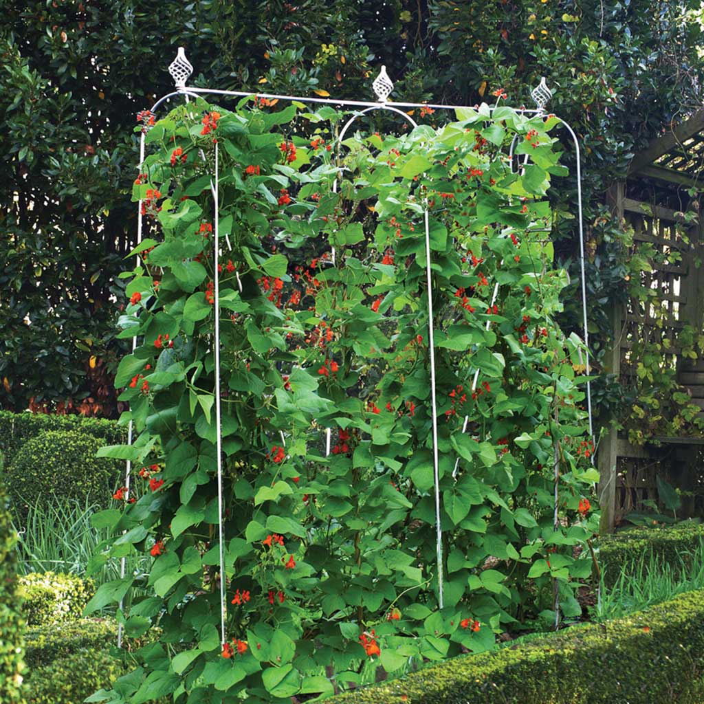 Elegance Runner Bean Frame - Image 3