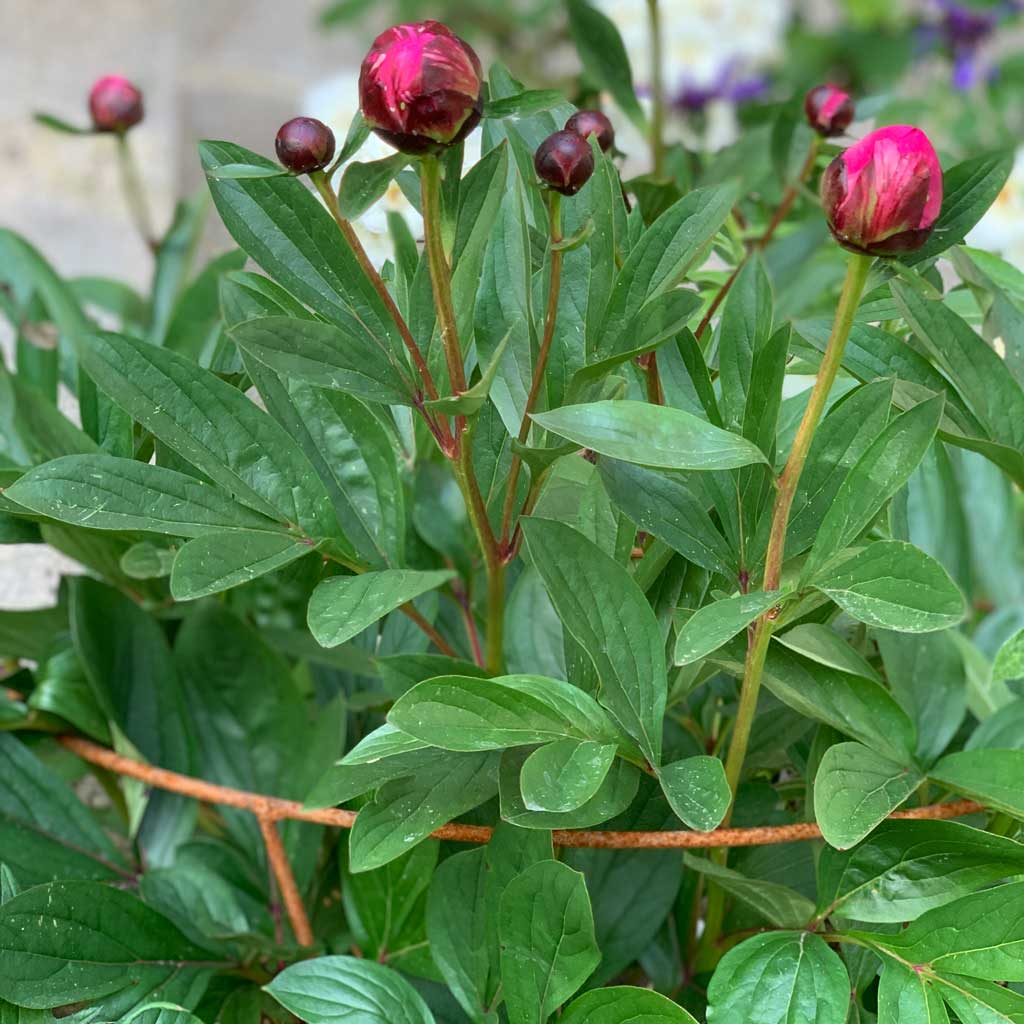 Fluted Peony Support - Image 3
