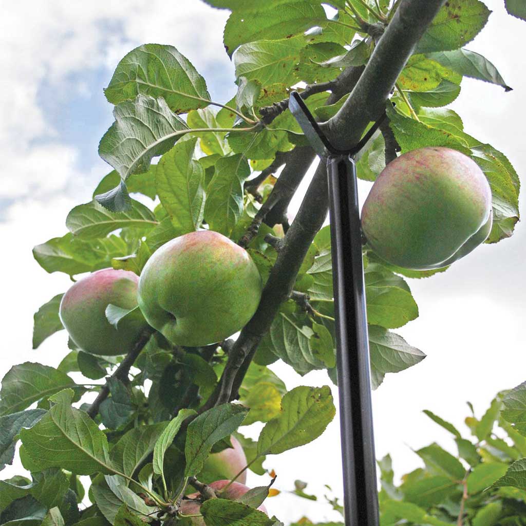 Fruit Branch Support