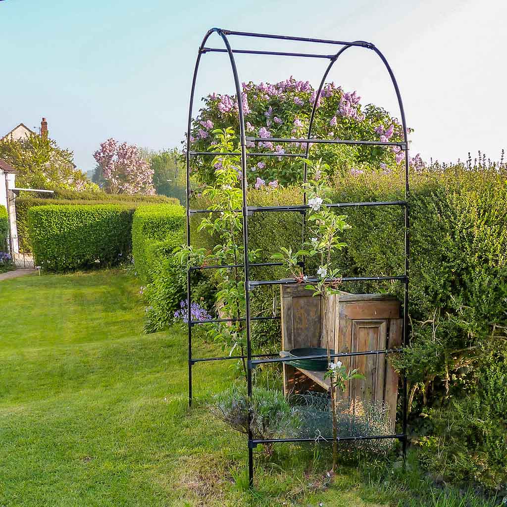 Fruit Tree Arch - Image 3