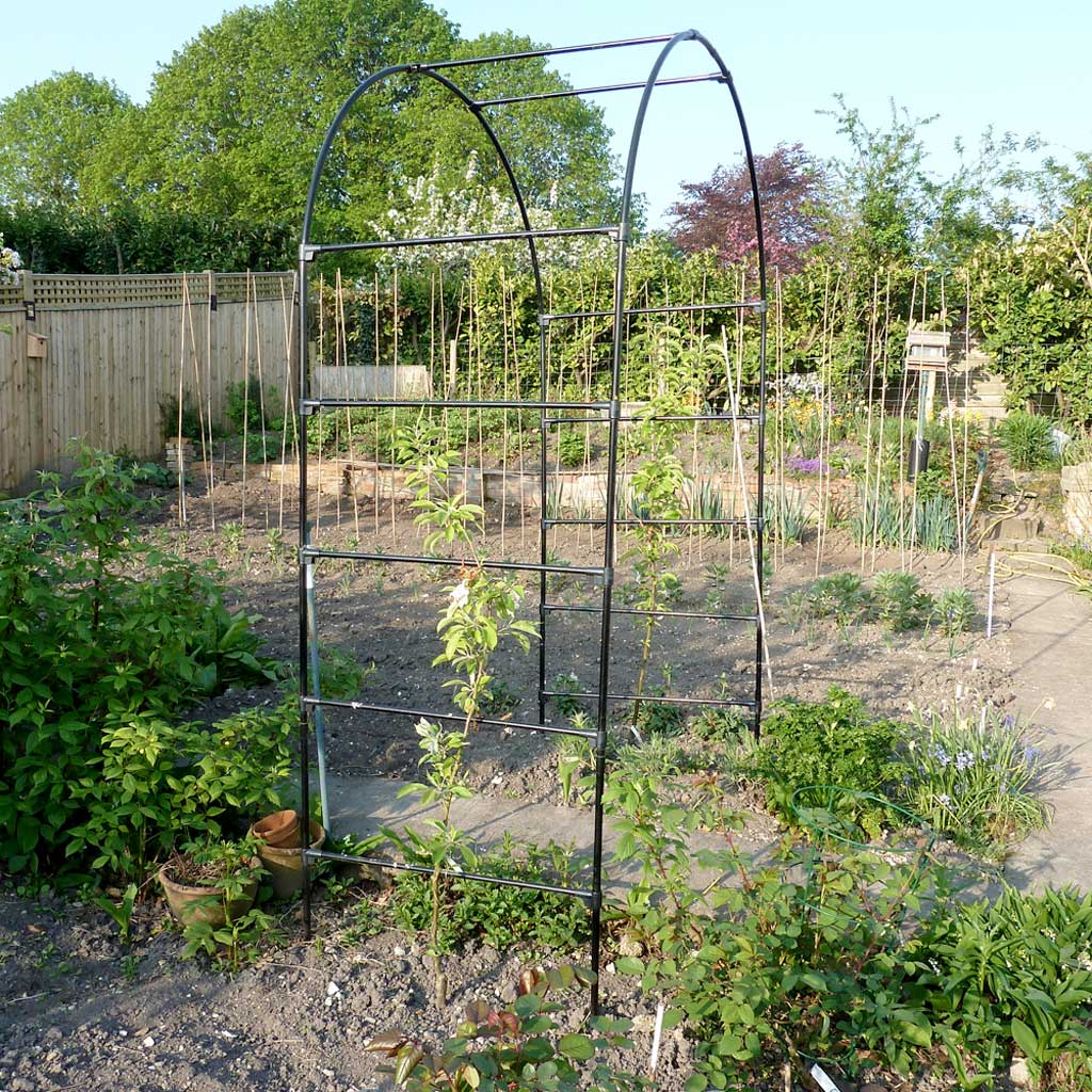 Fruit Tree Arch - Image 6