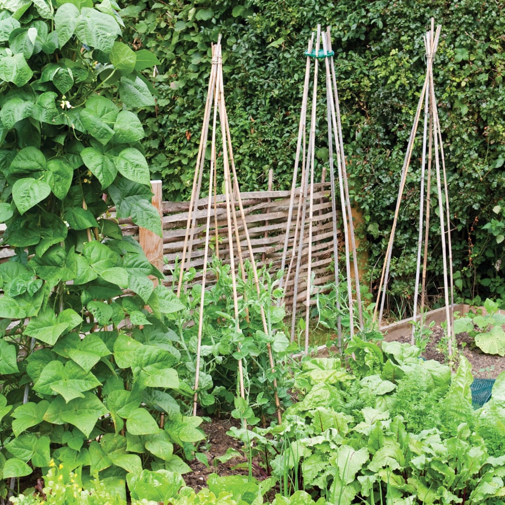 Heavy Duty Bamboo Canes