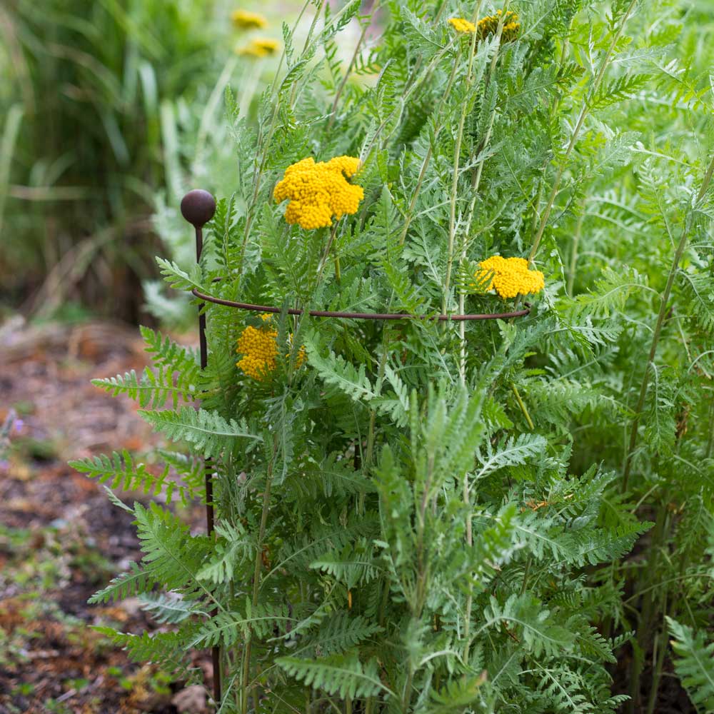 Hooped Plant Support - Image 3