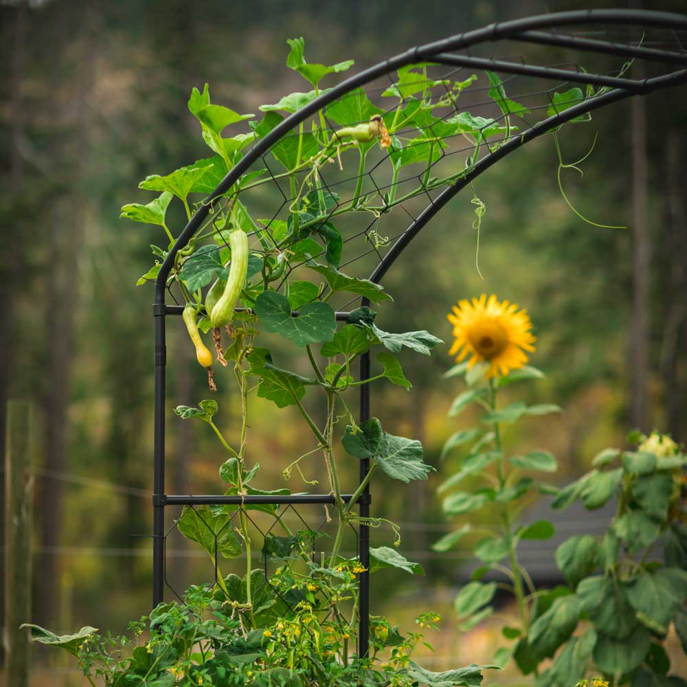 Monet Arch - Image 3