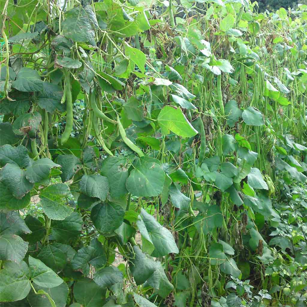Pea and Bean Netting