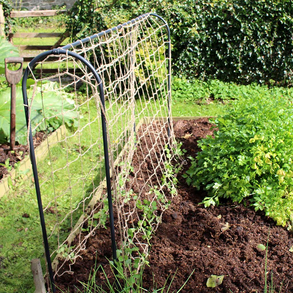 Pea & Bean Hoops - Image 4
