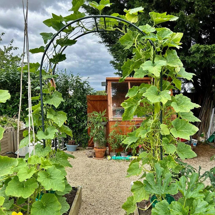 Round Arch - Image 7