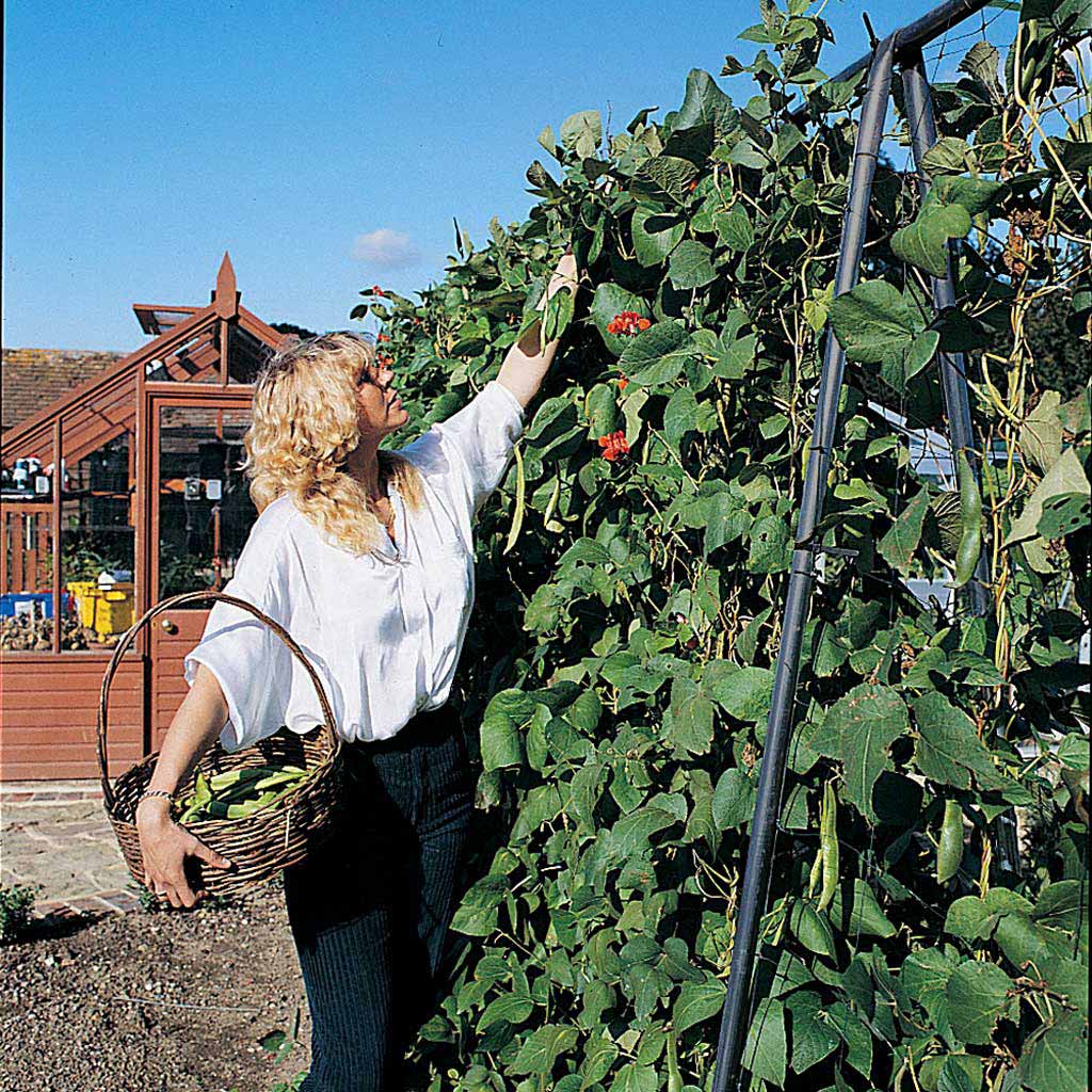Runner Bean Frame - Image 2