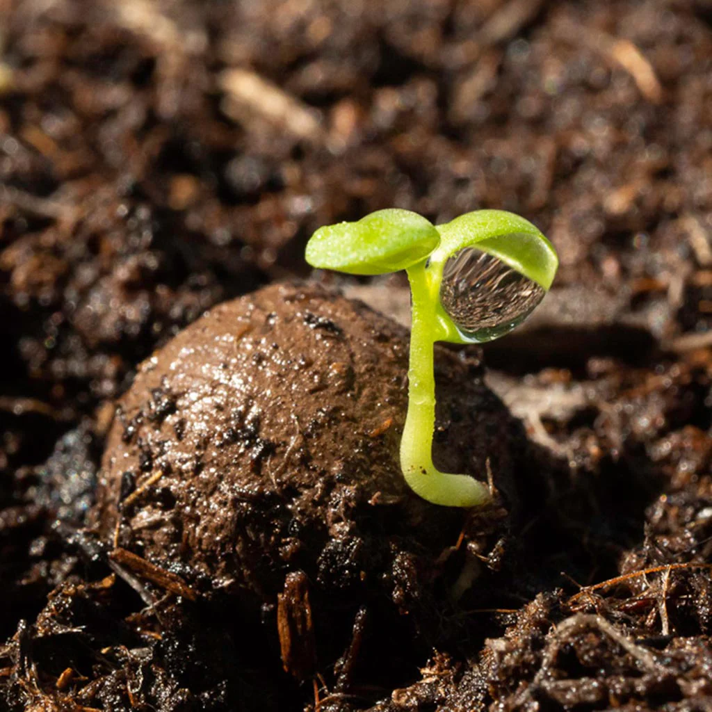 Wildflower Seedballs - Image 5