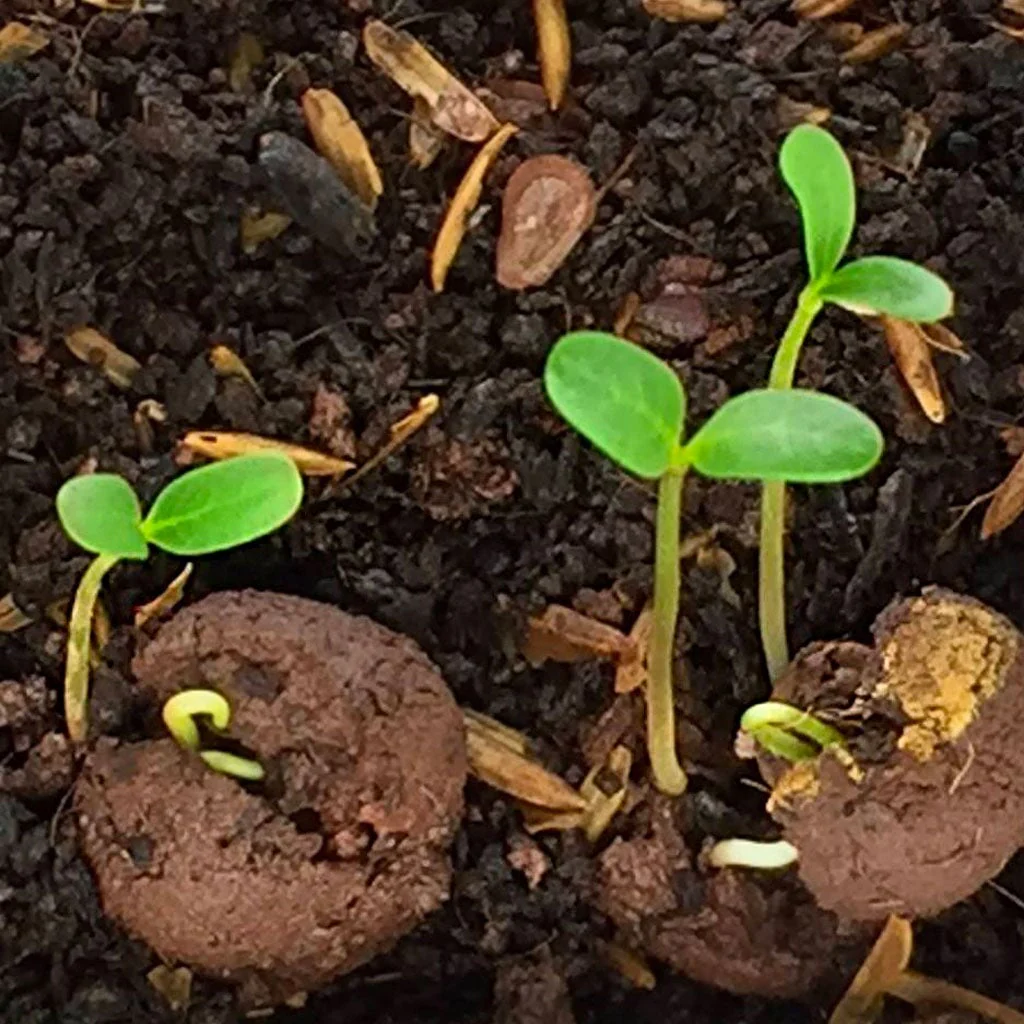 Wildflower Seedballs - Image 6
