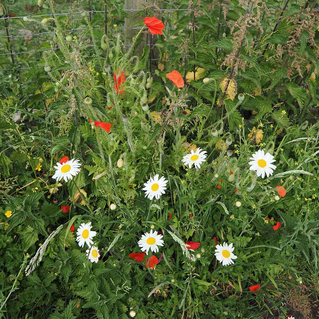 Wildflower Seedballs - Image 9