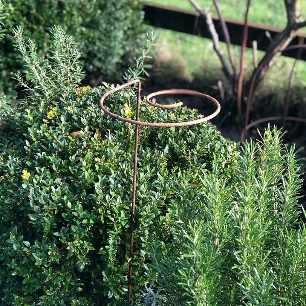 Spiral Plant Support, Rustic - Set of 3 - Image 3