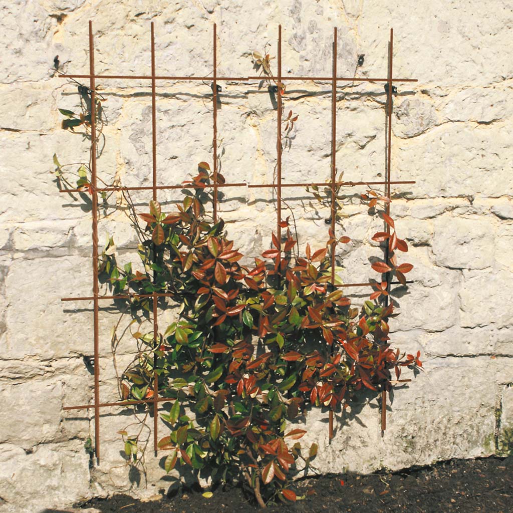 Square Trellis - Image 3