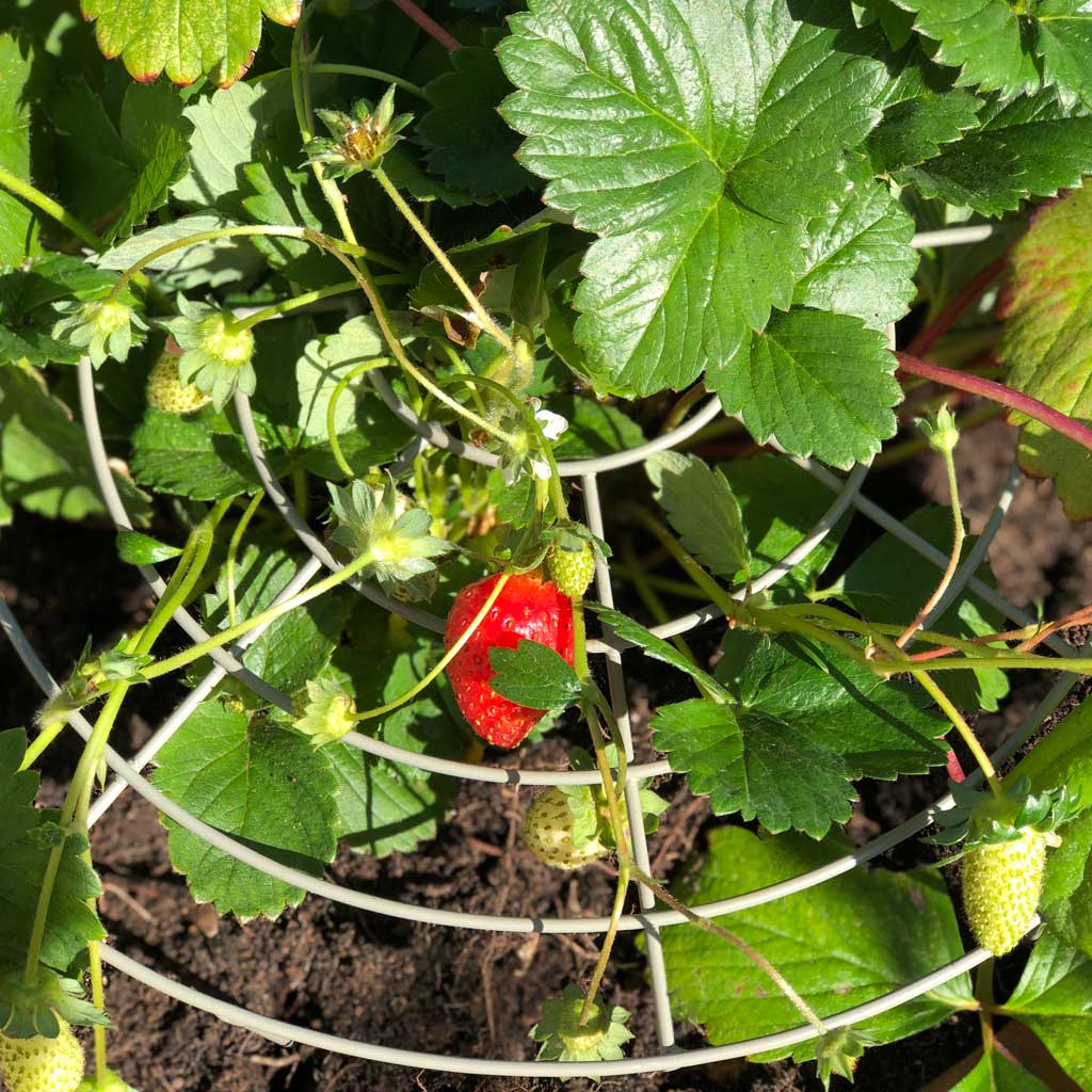 Strawberry Grow Through - Image 3