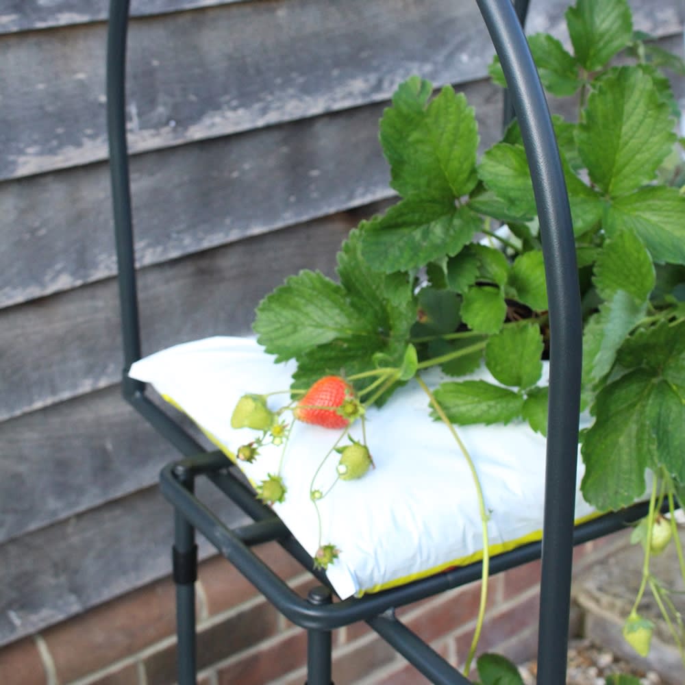 Strawberry Table Top - Image 3