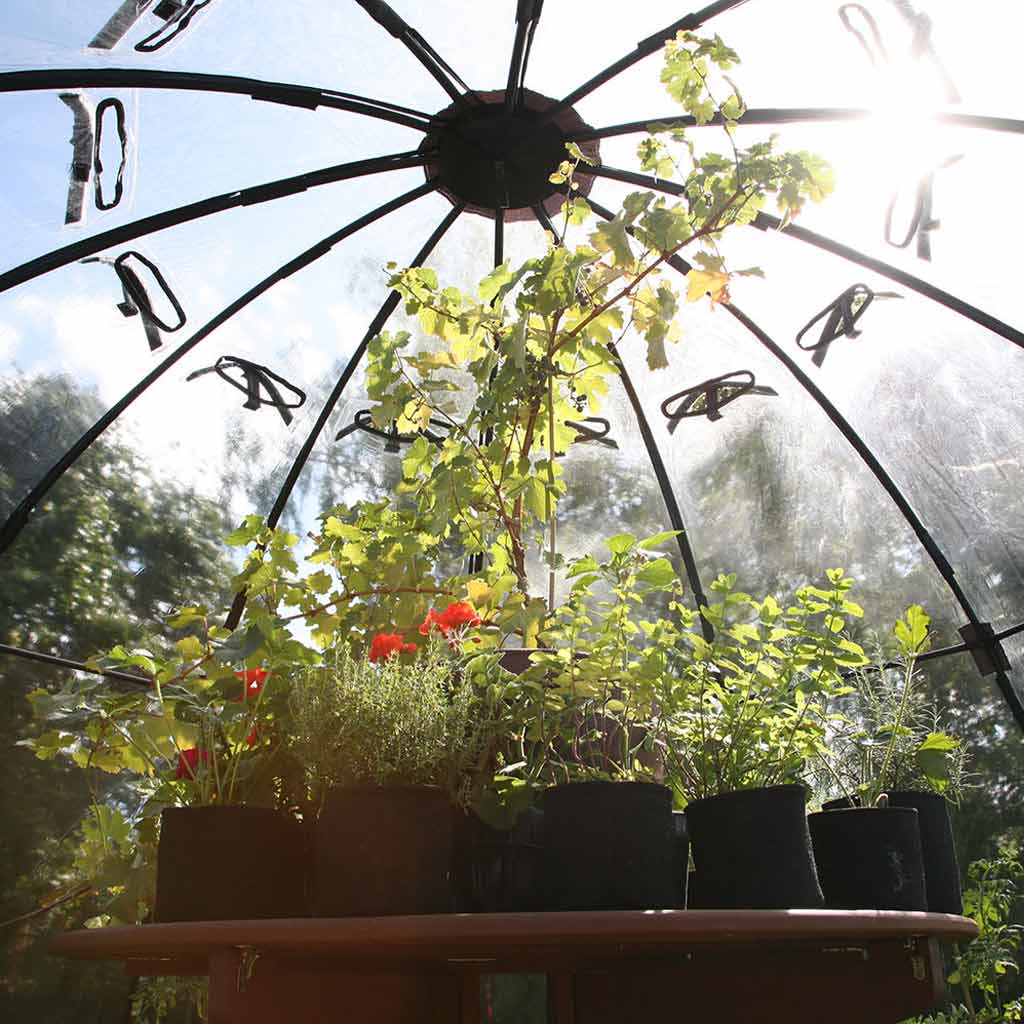 Sunbubble - Image 6