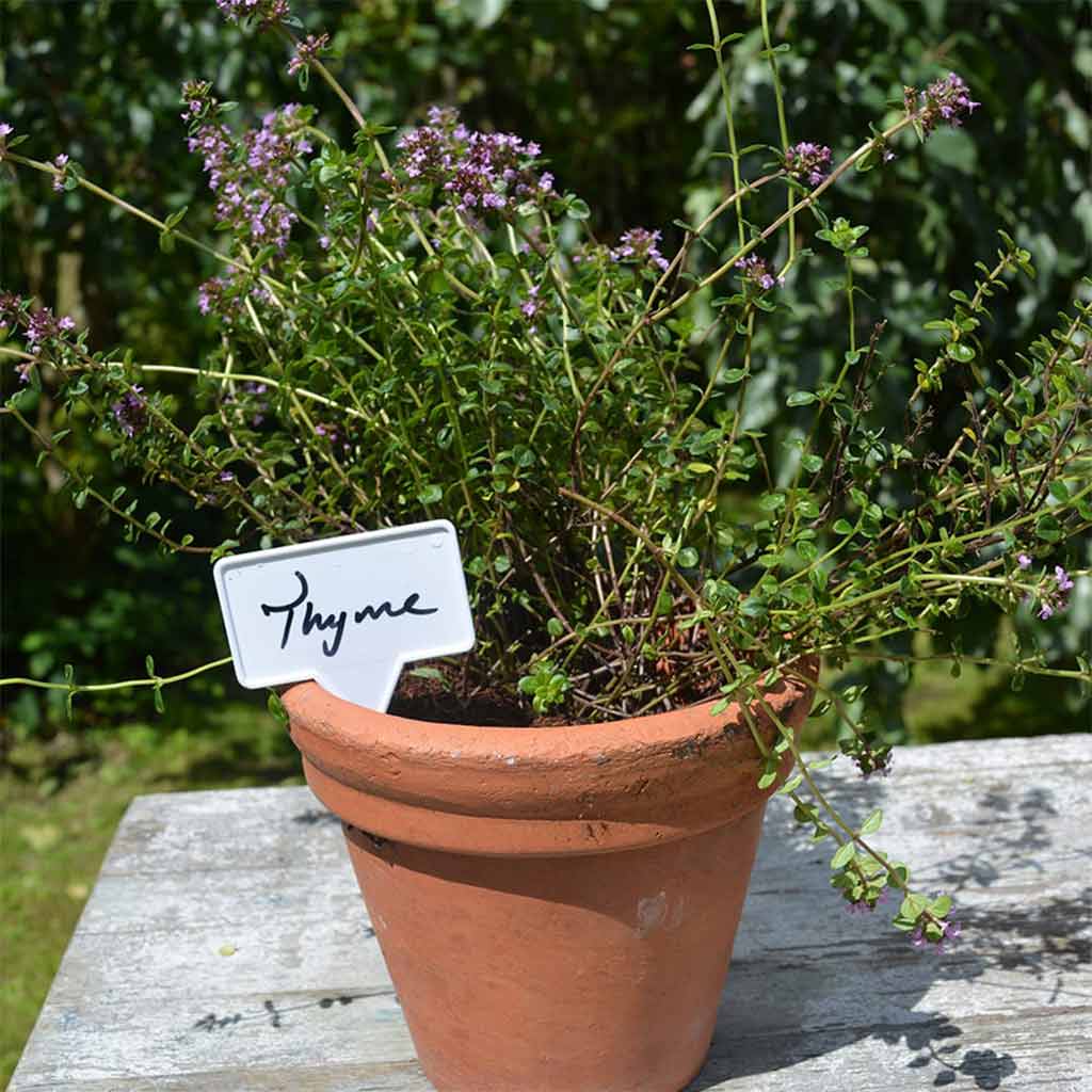 T Labels