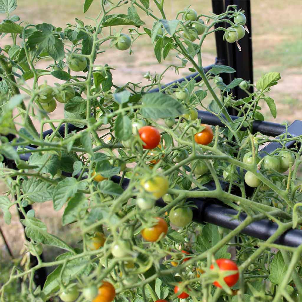 Tomato Crop Booster - Image 4