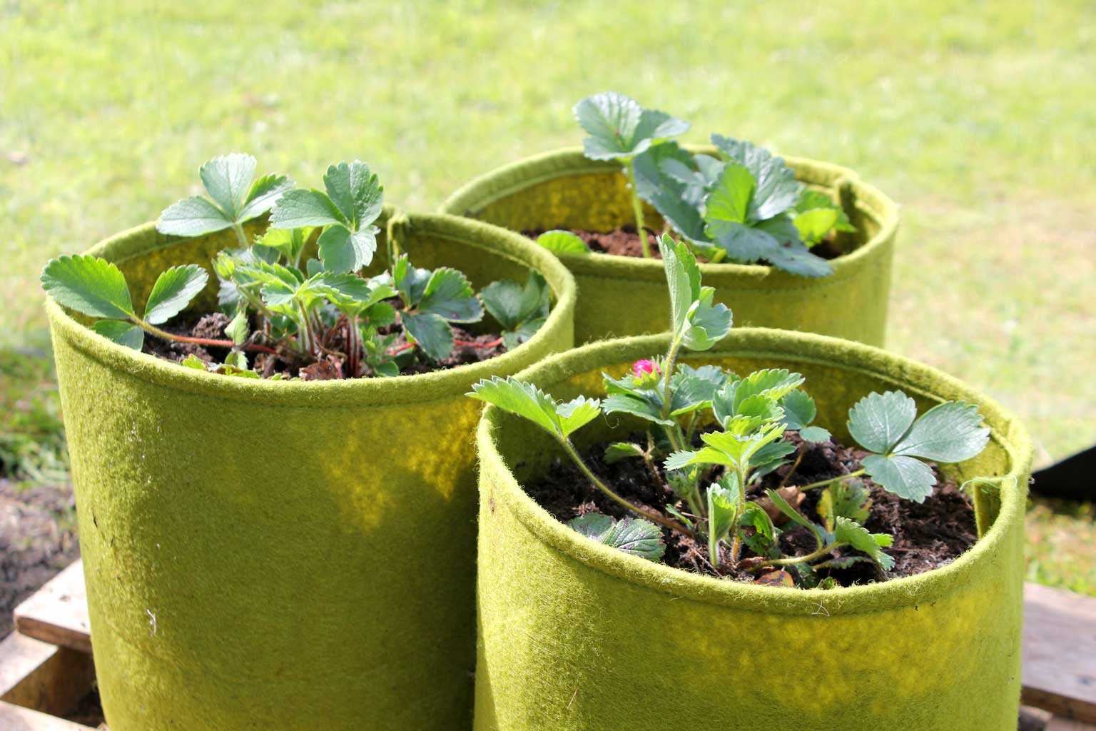Vigoroot™ Pots & Planters - Image 2